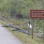 Hikers and Bikers: Beware of 'Gators!