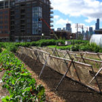 TheCityFix Picks, April 22: Urban Agriculture, Exercise-Friendly Cities, Metro Crime